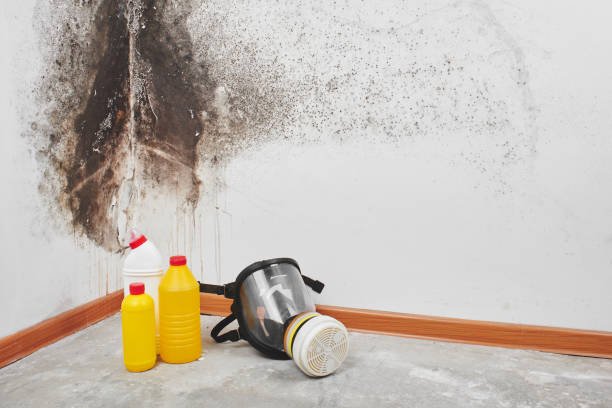 Professional Mold Removal in Thornton, IL