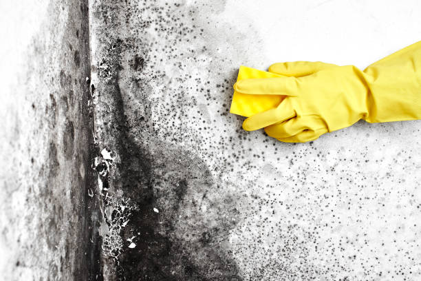 Best Same-Day Mold Removal  in Thornton, IL