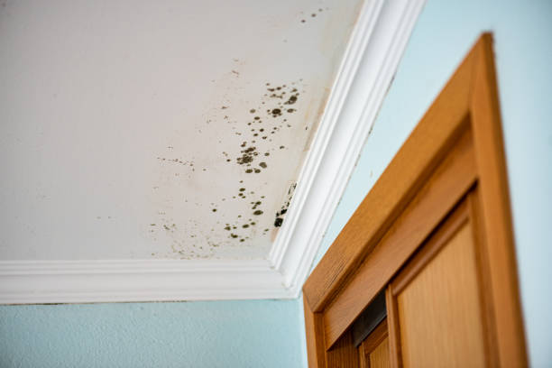 Crawl Space Mold Removal in Thornton, IL