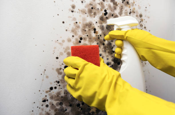 Best Toxic Mold Removal  in Thornton, IL