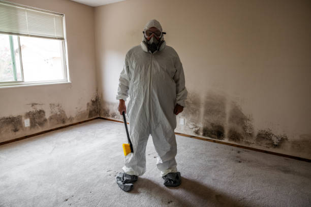 Home Mold Removal in Thornton, IL