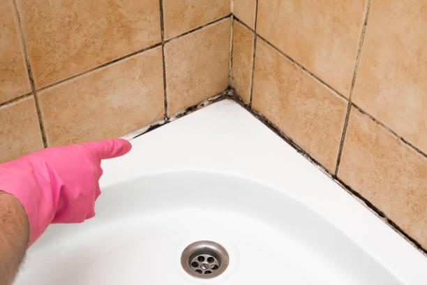 Best Crawl Space Mold Removal  in Thornton, IL