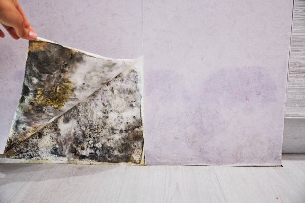 Best Mold Cleaning Services  in Thornton, IL